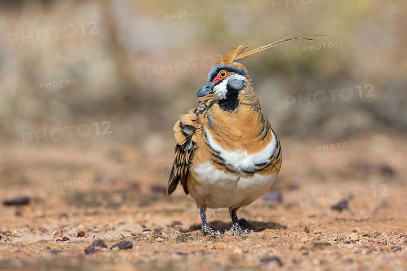 Spinifex Pigeon (Geophaps plumifera) perched on the ground, Queensland, Australia