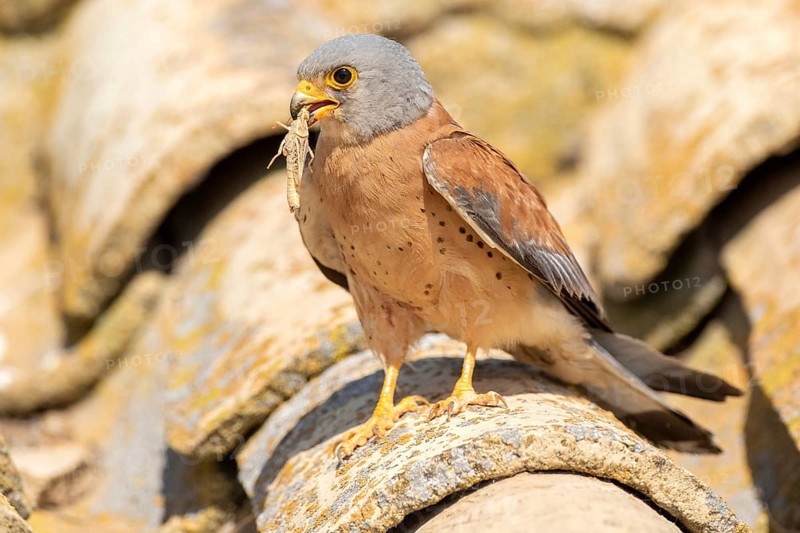 Lesser Kestrel (Falco naumanni) male on a roof, Castile-La Mancha, Spain