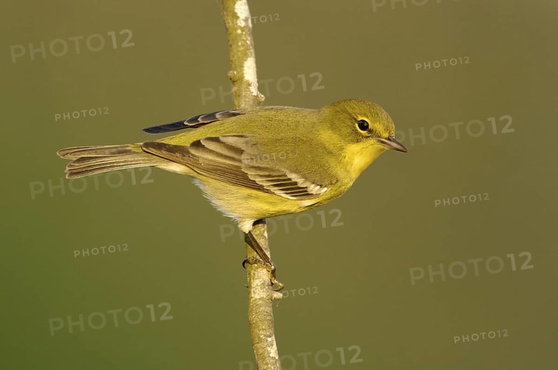 Pine Warbler (Setophaga pinus), Texas, USA