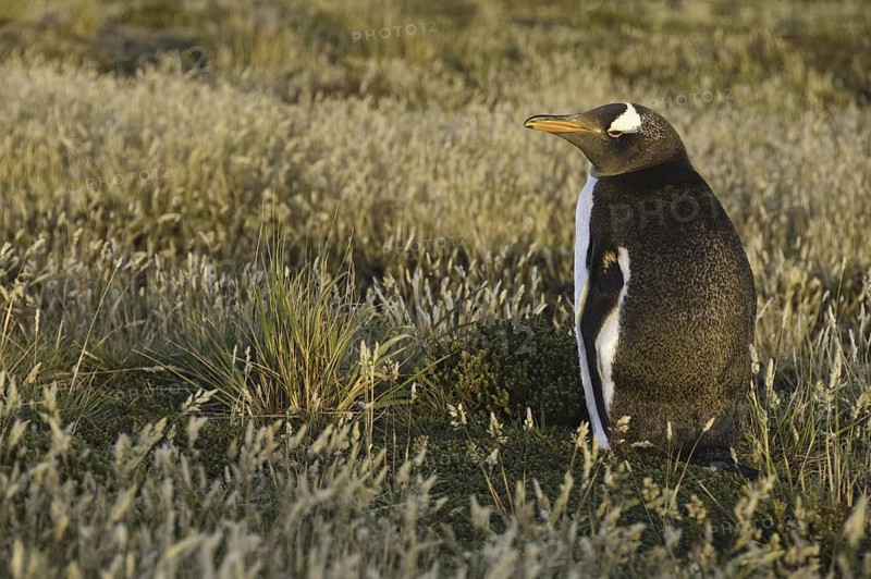 Gentoo Penguin (Pygoscelis papua), Falkland Islands