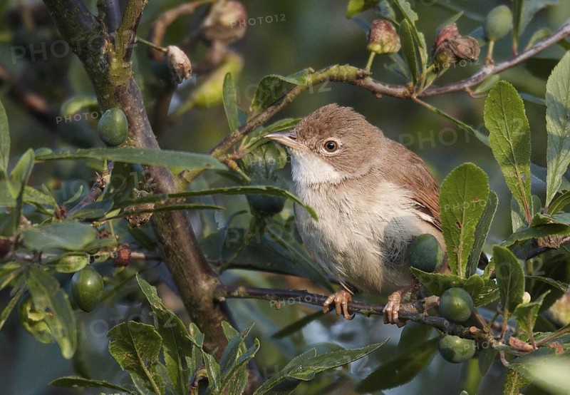 Common Whitethroat (Sylvia communis), Mecklenburg-Western Pomerania, Germany