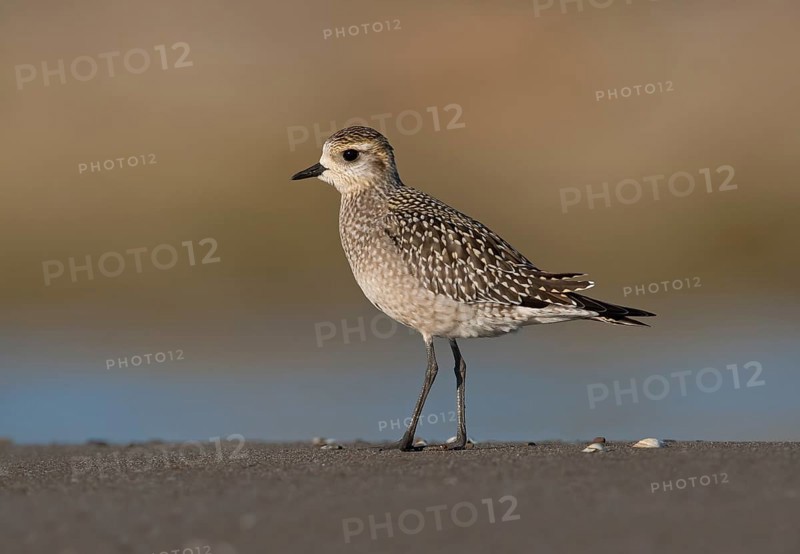 American Golden Plover (Pluvialis dominica), Ohio, USA
