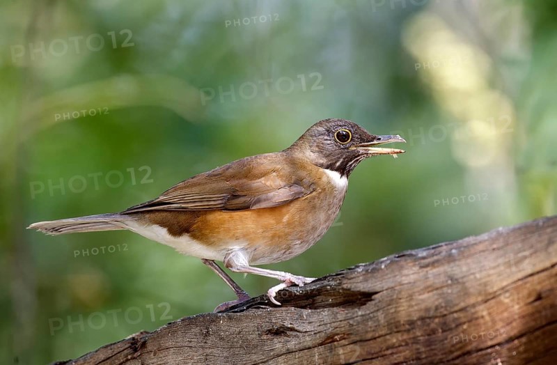 White-necked Thrush (Turdus albicollis) singing, Sao Paulo, Braszil