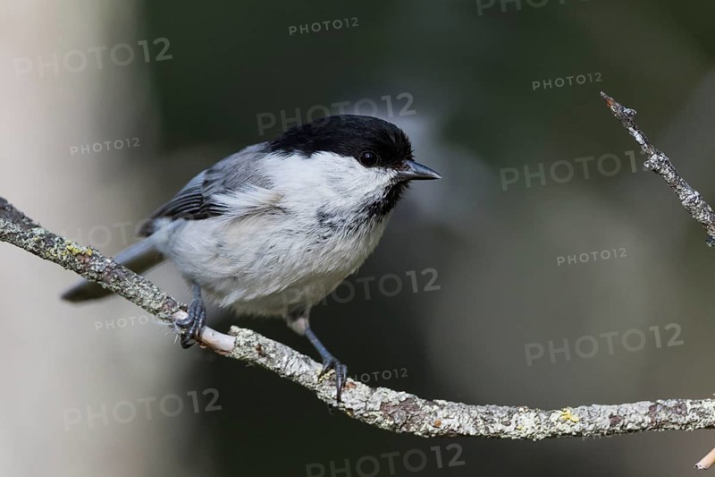 Willow Tit - Weidenmeise - Poecile montanus ssp. uralensis, Russia (Ural)