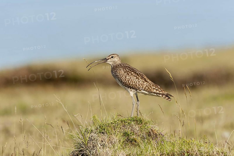 Whimbrel (Numenius phaeopus) calling, Iceland