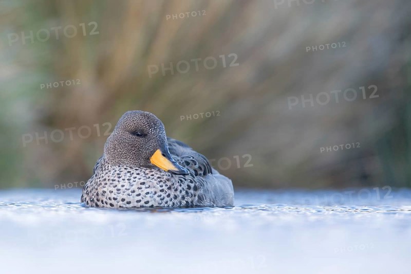 Yellow-billed Teal (Anas flavirostris), Falkland Islands