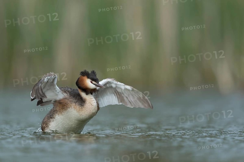 Great Crested Grebe (Podiceps cristatus) flapping, North Rhine-Westphalia, Germany