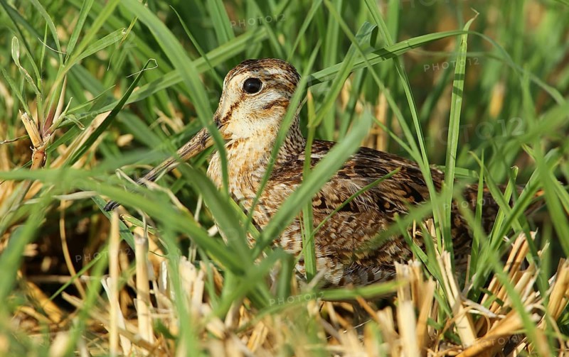 Pin-tailed Snipe (Gallinago stenura), Dhofar, Oman