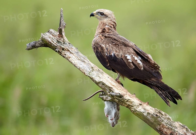 Black Kite (Milvus migrans) juvenile, Mecklenburg-Western Pomerania, Germany