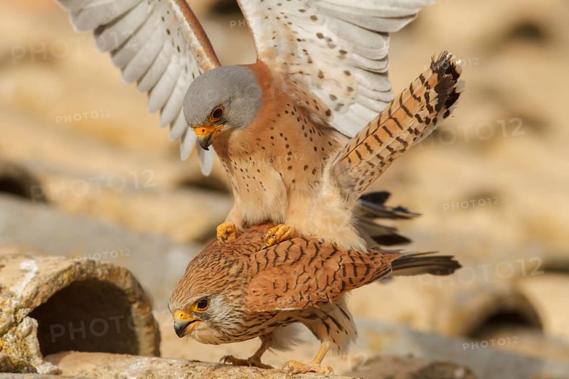 Lesser Kestrel (Falco naumanni), pair mating, Castile-La Mancha