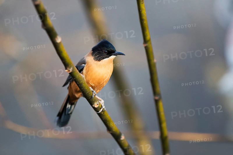 Rufous Sibia (Heterophasia capistrata bayleyi) perched on a branch, Paro, Bhutan