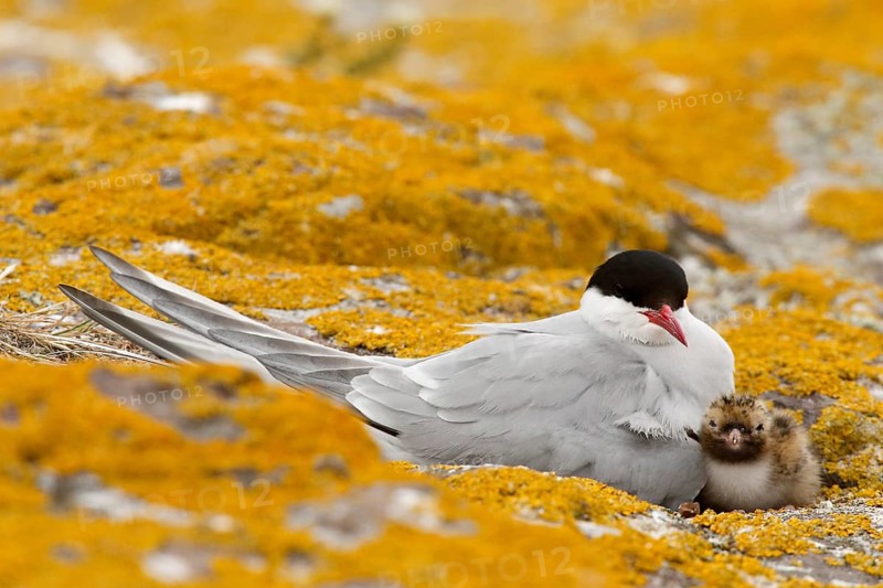 Arctic Tern (Sterna paradisaea) with chick, Farne Islands, United Kingdom