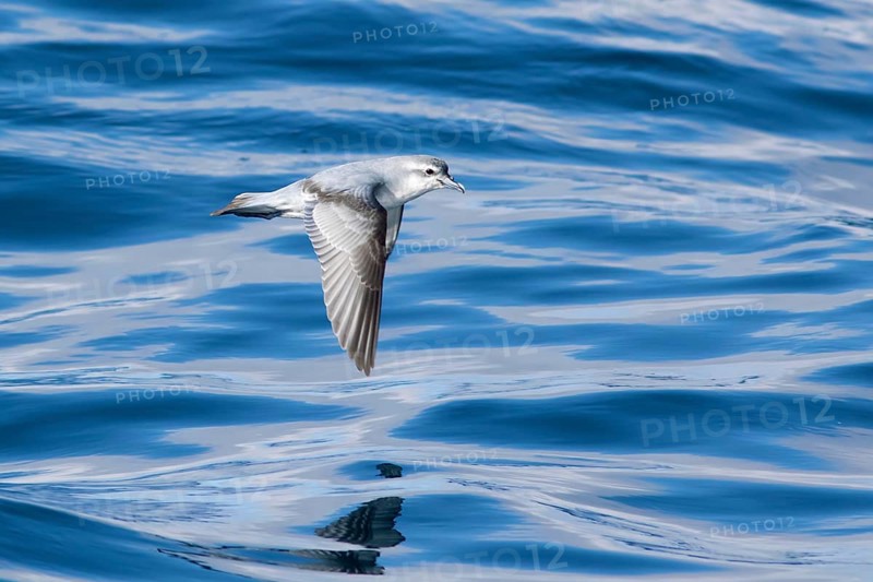 Fairy Prion (Pachyptila turtur) flying, Victoria, Australia