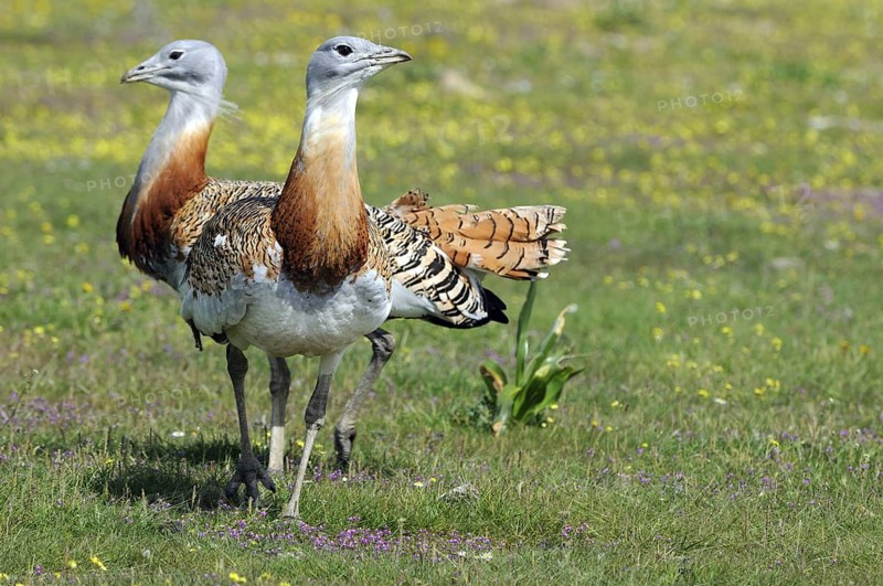 Great Bustard (Otis tarda), Extremadura, Spain