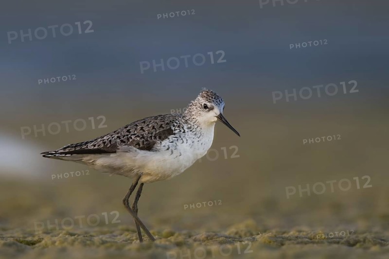 Marsh Sandpiper (Tringa stagnatilis), Oman