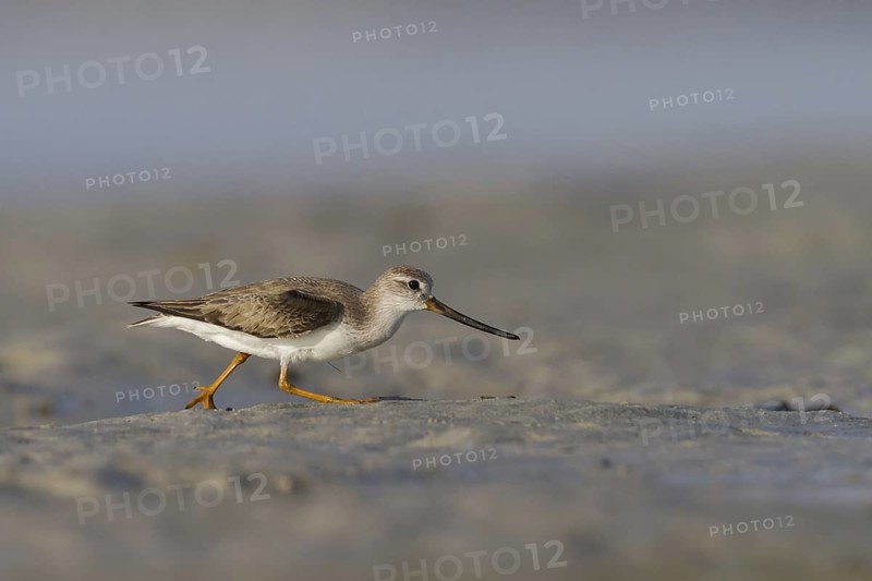 Terek Sandpiper (Xenus cinereus), Oman