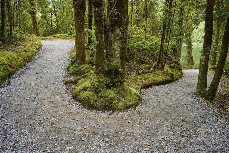A fork in the road splits in two directions, surrounded by dense, moss-covered forests, summer, Lake Matheson, Fox Glacier, South Island, New Zealand