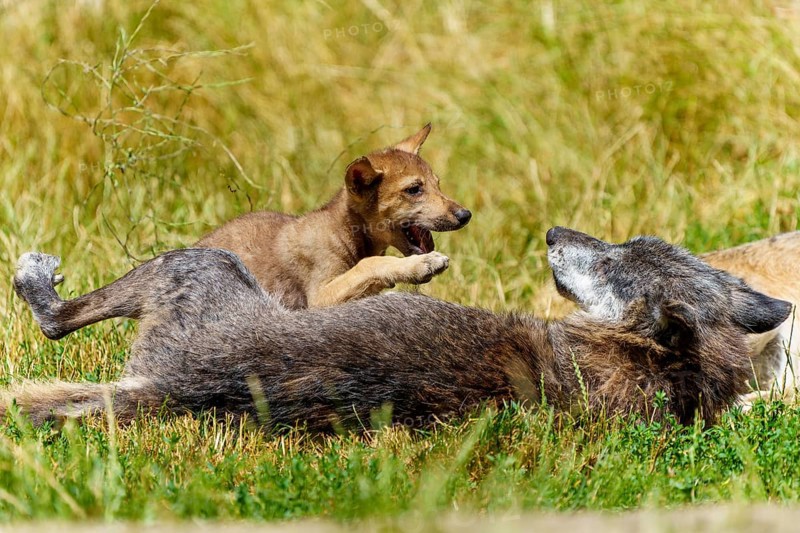A wolf pup playfully jumps on a lying wolf on a green meadow, Timberwolf, wolf, American wolf, (Canis lupus lycaon), pup, Germany