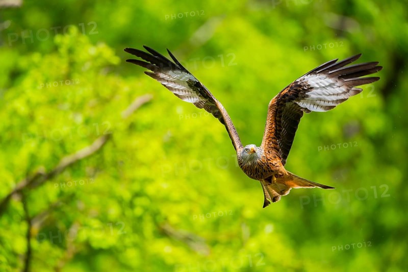 Red kite (Milvus milvus) flying in a forest in early summer, Bavaria, Germany