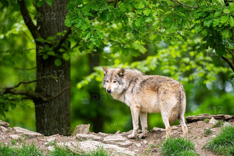 Eastern wolf (Canis lupus lycaon) standing on a little hill, Bavaria, Germany