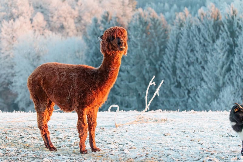 A brown alpaca (Vicugna pacos) stands in the early morning light on a frozen meadow in hilly terrain. A forest covered in hoarfrost can be seen in the background. Captive, Germany