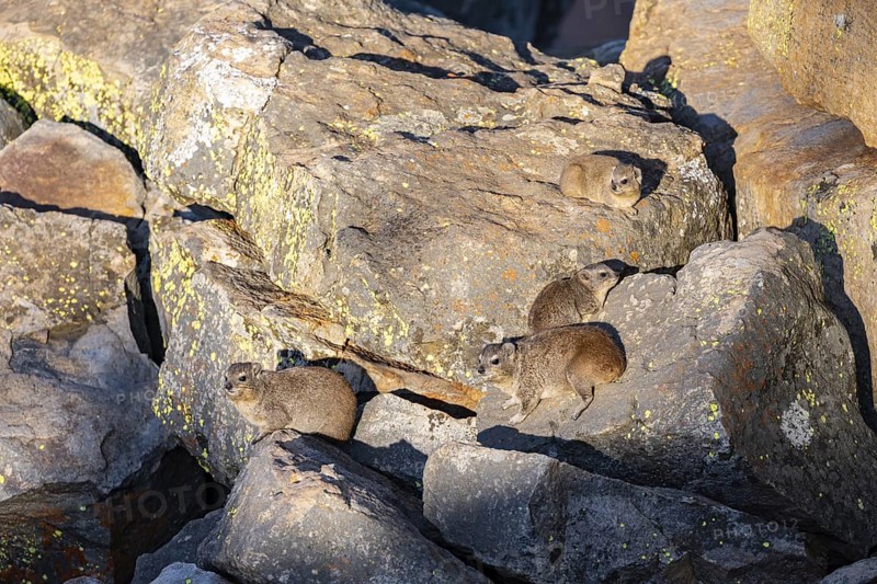Rock hyrax (Procavia capensis), group on rocks in the evening light, Mpumalanga, South Africa