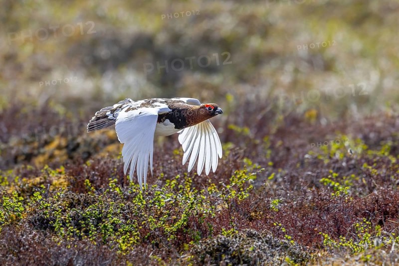 Willow ptarmigan, willow grouse (Lagopus lagopus, Lagopus albus) male, cock in summer plumage flying over the tundra in June, Sweden, Scandinavia
