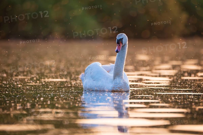 A Mute Swan (Cygnus olor) swims on the Steinhuder Meer in the golden evening light and is swarmed by mosquitoes, animal photo, bird, bird species, nature photo, wildlife, fauna, Hagenburg, Lower Saxony, Germany