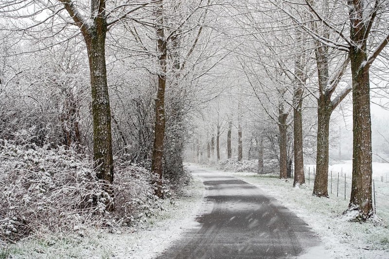 Winter walk in heavy snowfall... Meerbusch (Rhineland), poplar avenue in winter, local nature, landscapes in the snow, rare weather conditions in the Rhineland, Lower Rhine, Meerbusch, North Rhine-Westphalia, Germany, Western Europe