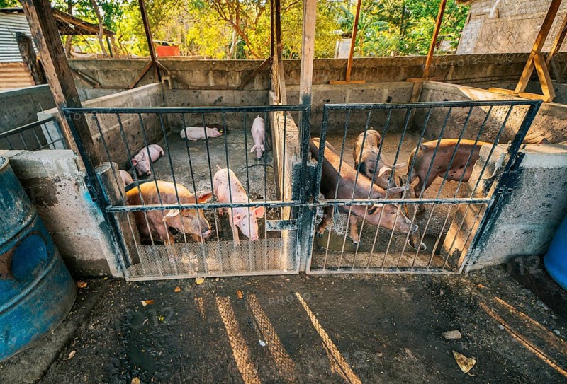 Indian pigs and farmers in a home-based pig farm