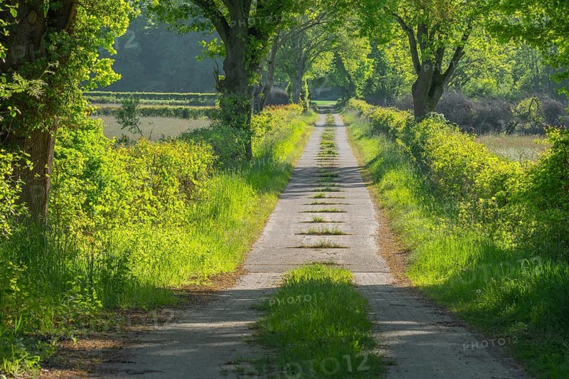 View along a farm track, Heidekreis, Bad Fallingbostel, Leine Aller Tal, Lower Saxony, Germany