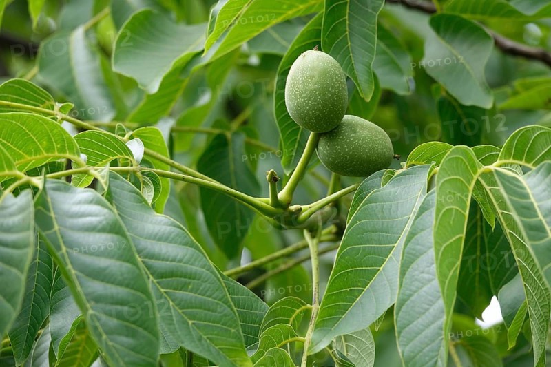 Walnut tree with walnuts, July, Germany
