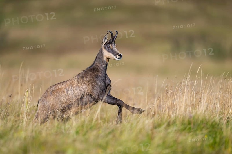 Chamois (Rupicapra rupicapra) on a meadow in the Vosges Mountains, wildlife, France