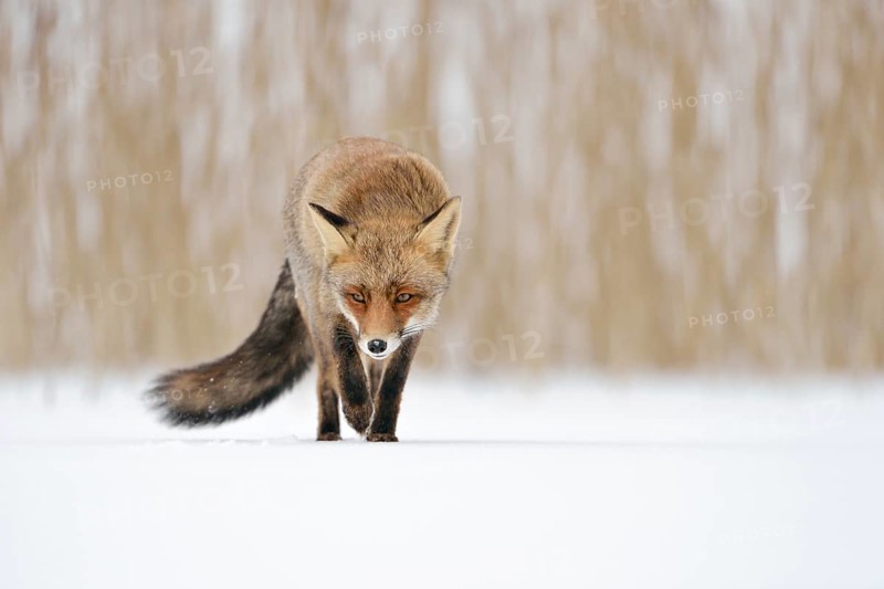 Cunning... Red fox (Vulpes vulpes) running across a patch of ice directly towards the camera, frontal shot, native wildlife, nature, wildlife, Netherlands