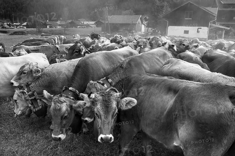 Allgäu cows with jewellery bells gather for the cattle seperation, Hinterstein, Bad Hindelang, Bavaria, Germany