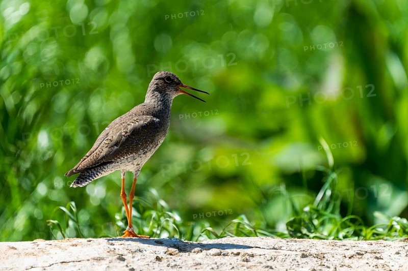 Bird with closed wings standing quietly on a rock in the countryside, Redshank, (Tringa totanus), France