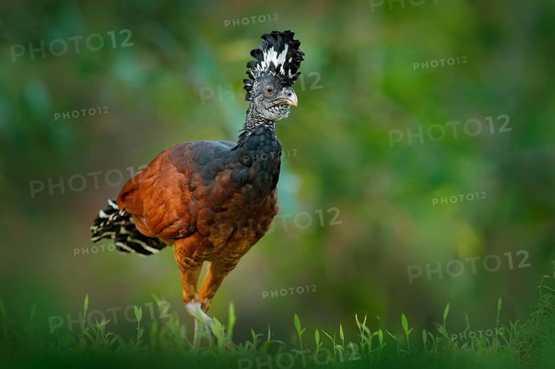 Great Curassow, Crax rubra, big black bird with yellow bill in the nature habitat, Costa Rica. Wildlife scene from tropic forest. Brown bird in green grass, tropic nature. Jungle bird