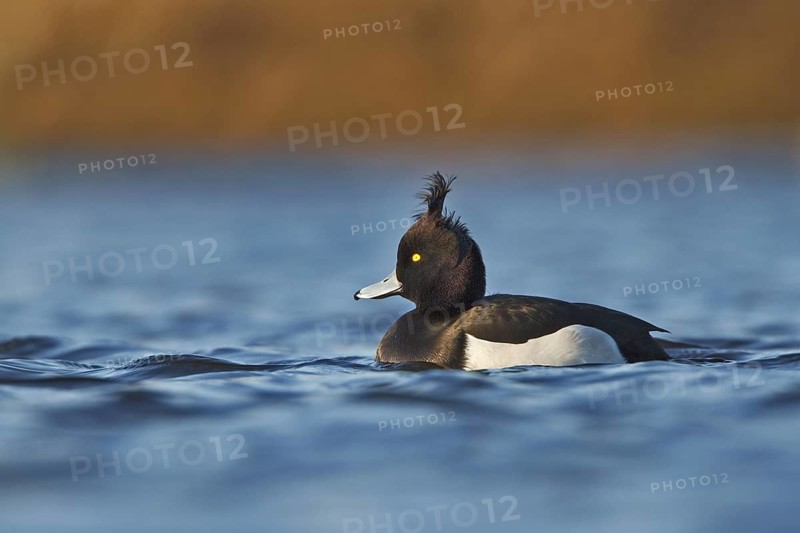 Tufted Duck (Aythya fuligula) male, Utrecht, Netherlands