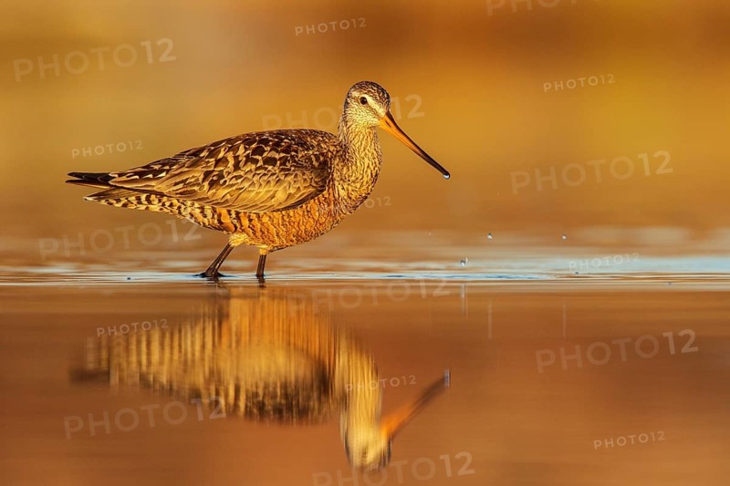 Hudsonian Godwit (Limosa haemastica) in a pond in the tundra near Churchill, Manitoba, Canada