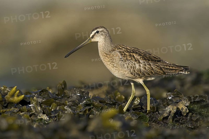 Short-billed Dowitcher (Limnodromus griseus), British Columbia, Canada