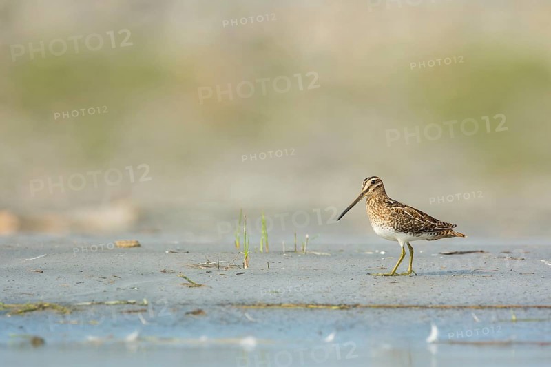 Common Snipe (Gallinago gallinago) foraging, Vorarlberg, Austria