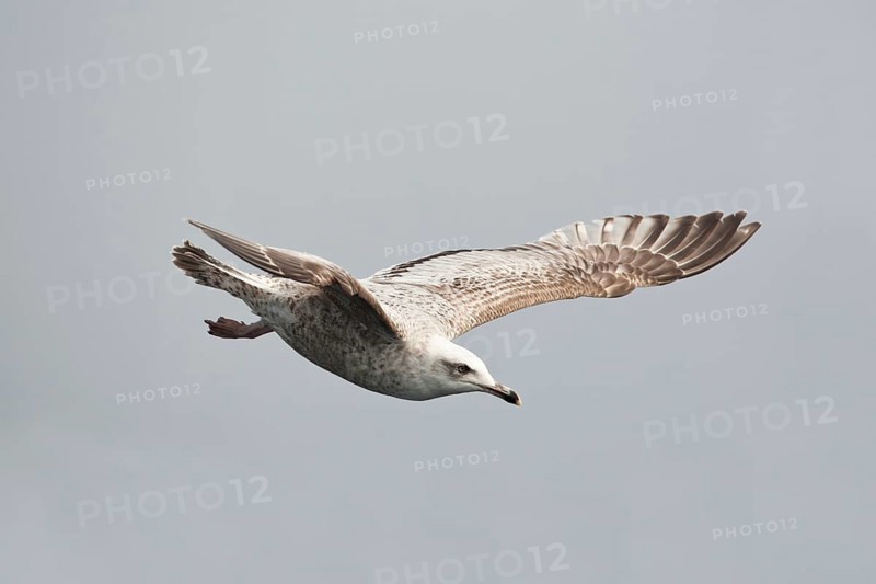 European Herring Gull (Larus argentatus) flying, Baltic Sea, Germany