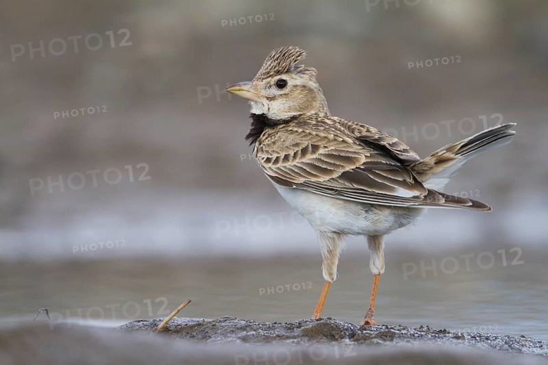 Calandra Lark - Kalanderlerche - Melanocorypha calandra ssp. psammochroa, Kazakhstan, adult