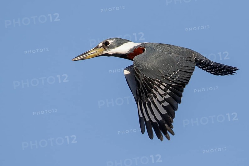 Ringed Kingfisher (Ceryle torquata) flying in the Pantanal region of Brazil