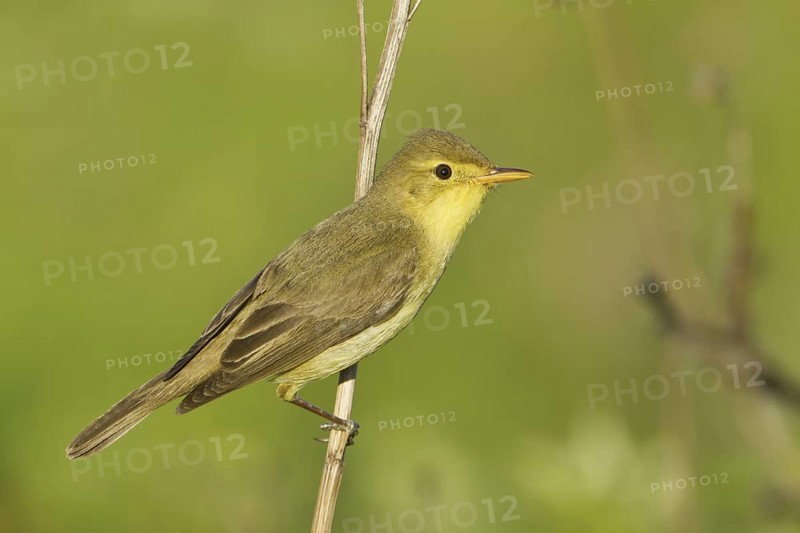 Melodious Warbler (Hippolais polyglotta), Rhineland-Palatinate, Germany