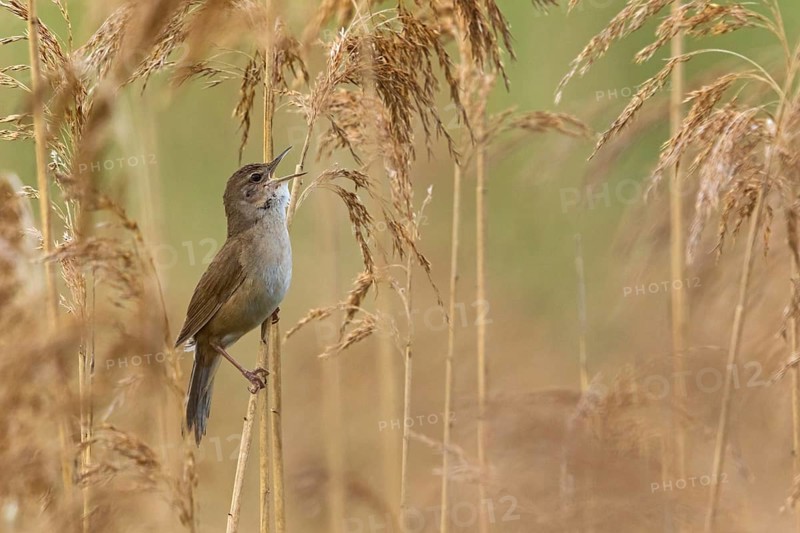 Rohrschwirl, Savi's Warbler, Locustella luscinioides, Locustelle luscinioïde, Buscarla Unicolor