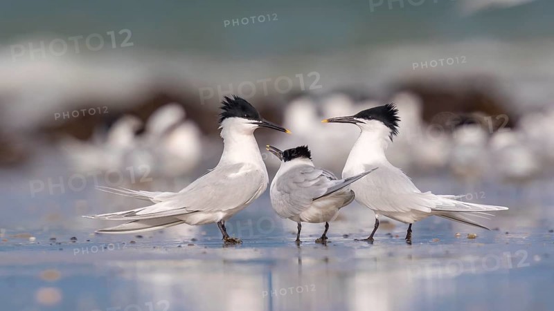 Sandwich Tern (Thalasseus sandvicensis) group, Mecklenburg-Western Pomerania, Germany