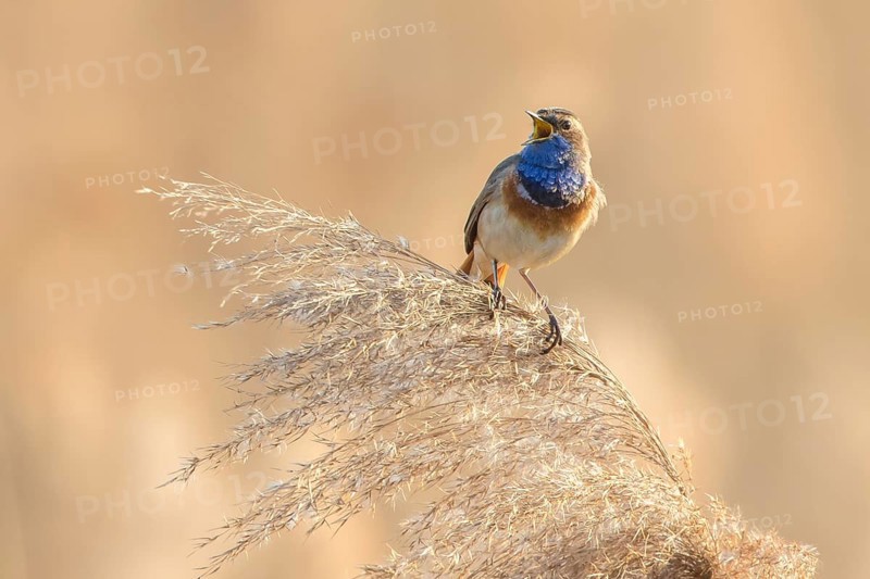 Bluethroat (Luscinia svecica cyanecula) male singing from a reed stalk, Baden-Wuerttemberg, Germany