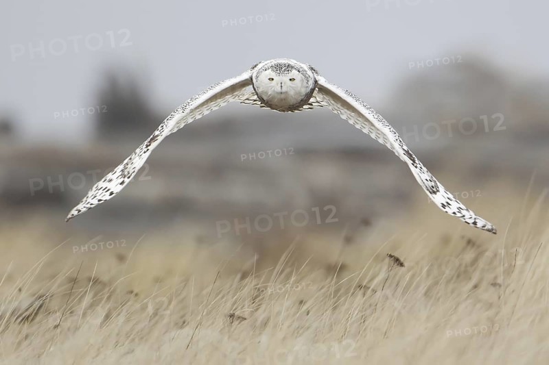 Snowy Owl (Bubo scandiacus) flying, Washington, USA