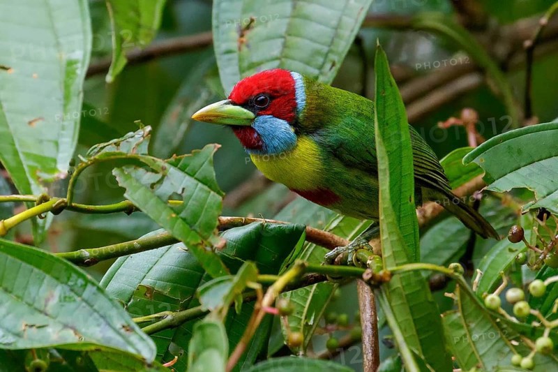 Versicolored Barbet (Eubucco versicolor) perched on a branch in the Amazon in Peru